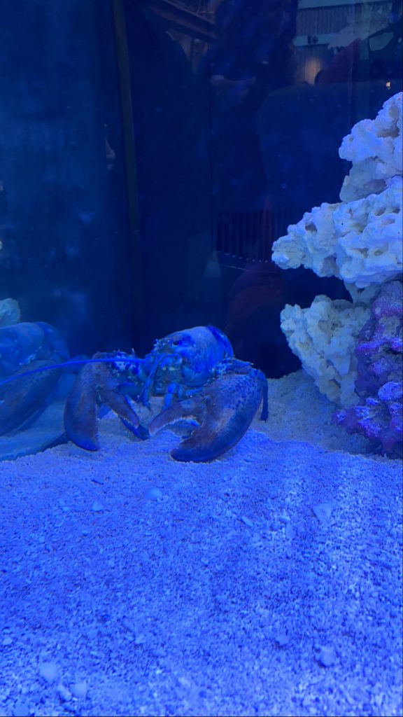 St. Louis aquarium | blue lobster