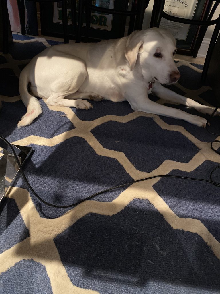 yellow lab