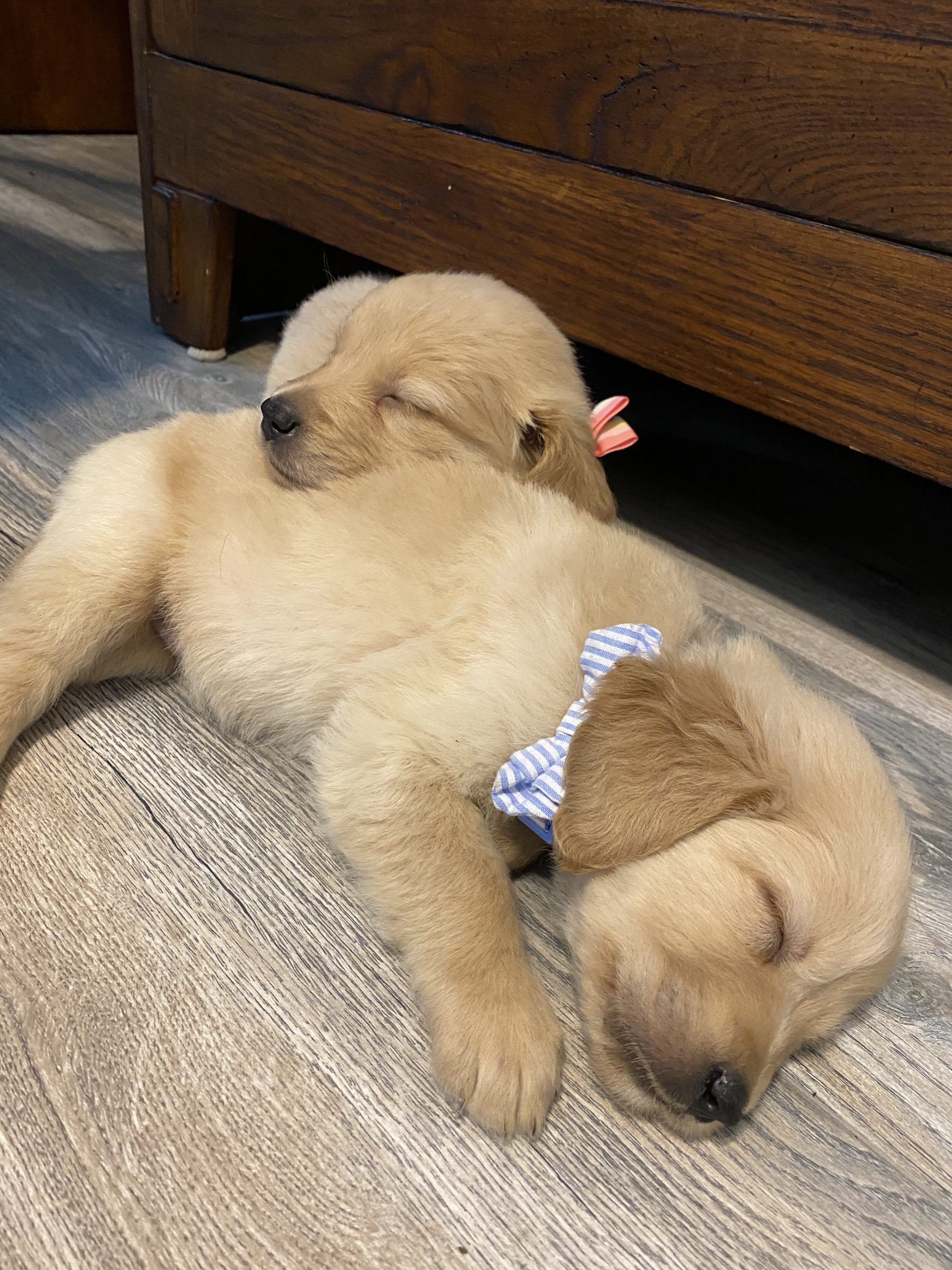 Texas Golden Retriever Puppies