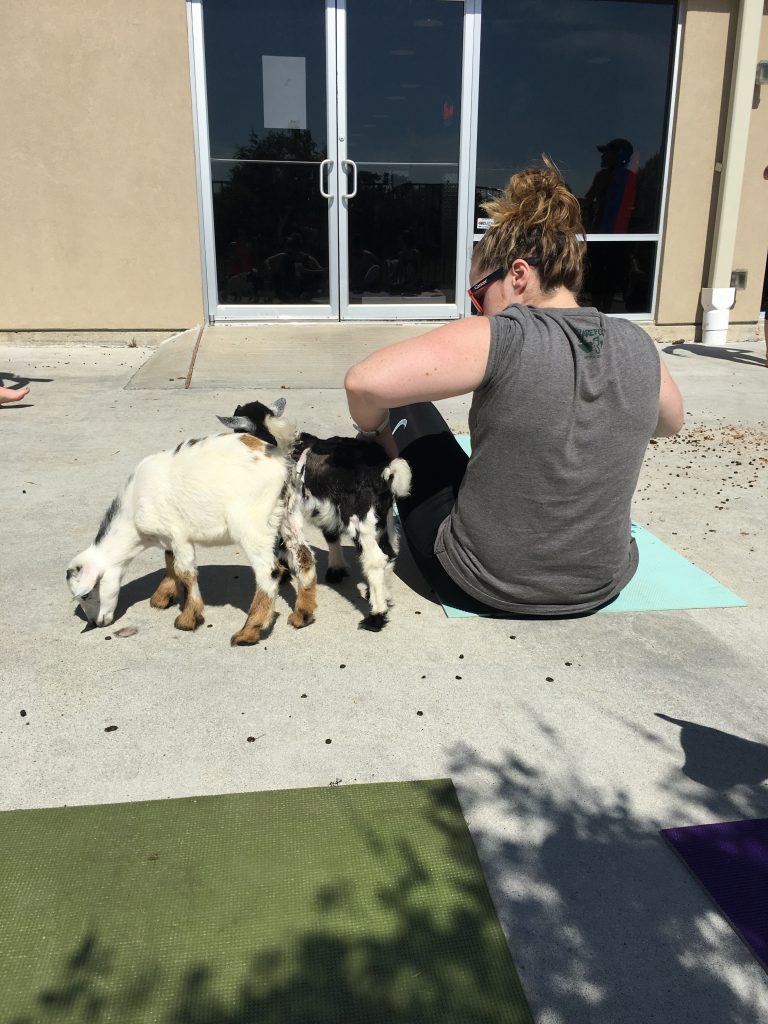 goat yoga houston