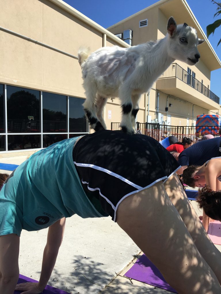 goat yoga houston