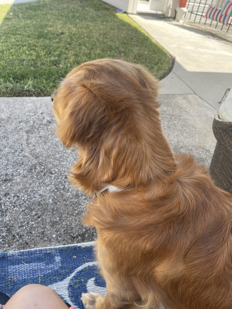 golden retriever